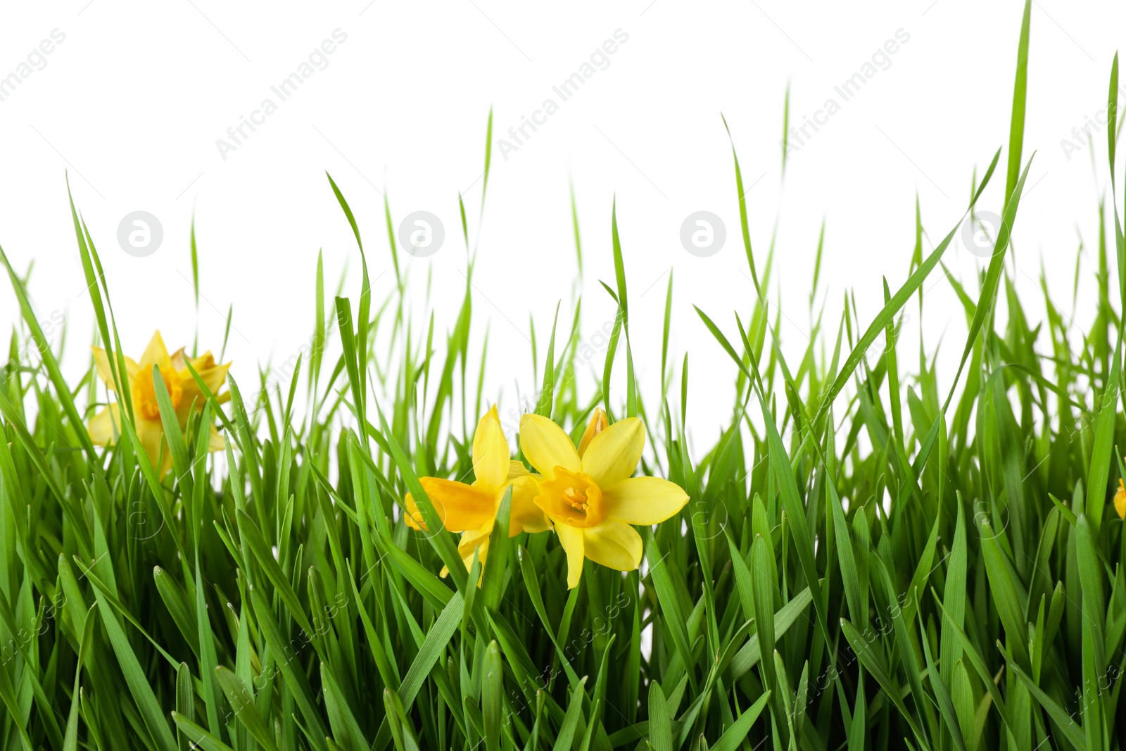 Photo of Spring green grass and bright daffodils on white background