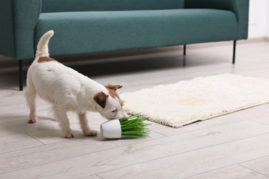 Photo of Cute dog near overturned houseplant on rug indoors. Space for text