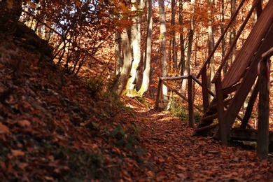 Fallen leaves on ground in autumn forest