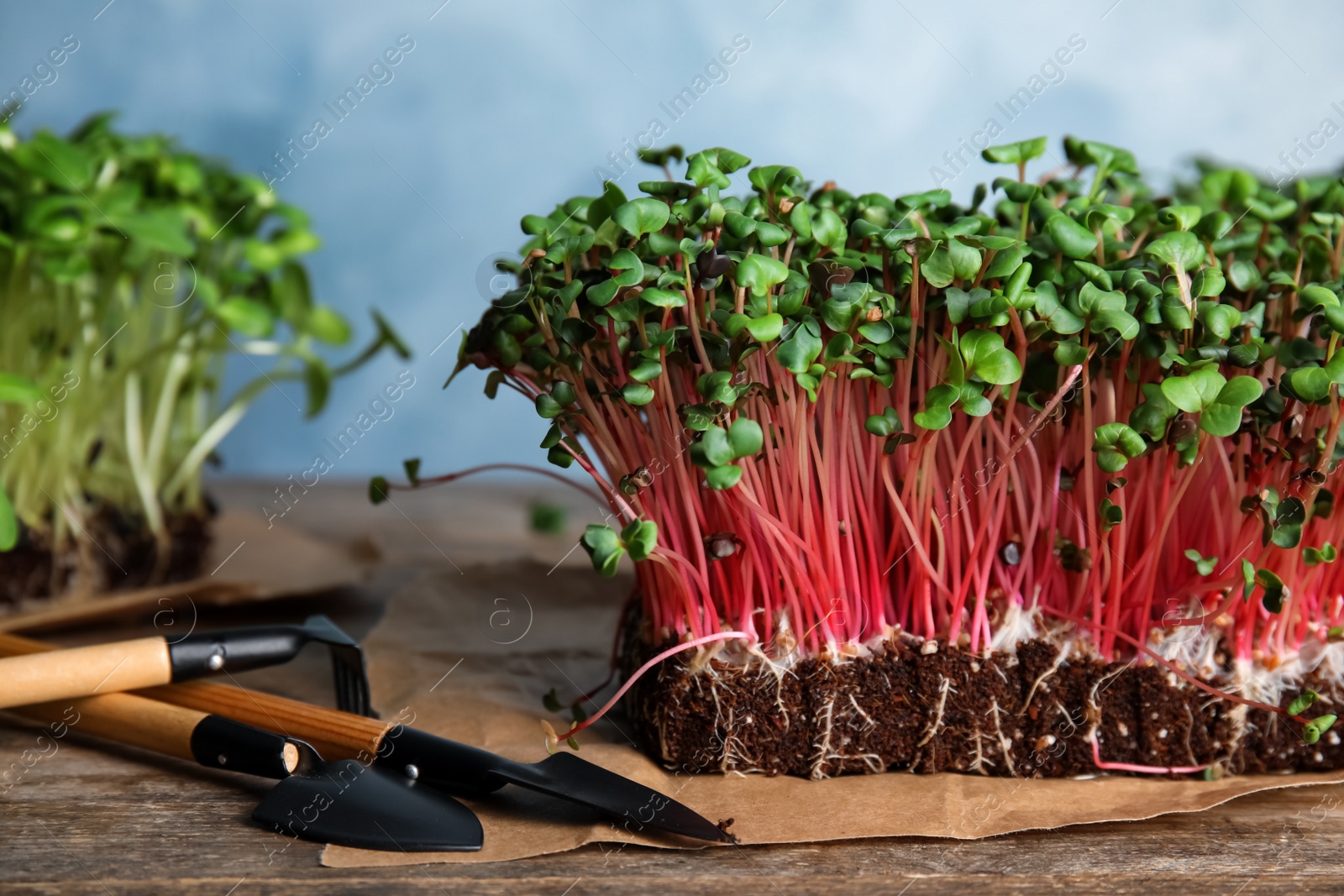 Photo of Fresh organic microgreens and gardening tools on wooden table, closeup