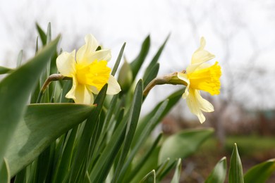 Photo of Beautiful blooming daffodils growing in garden, closeup. Spring flower