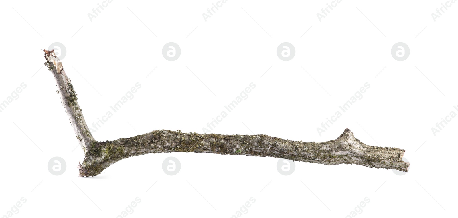 Photo of Old dry tree branch isolated on white