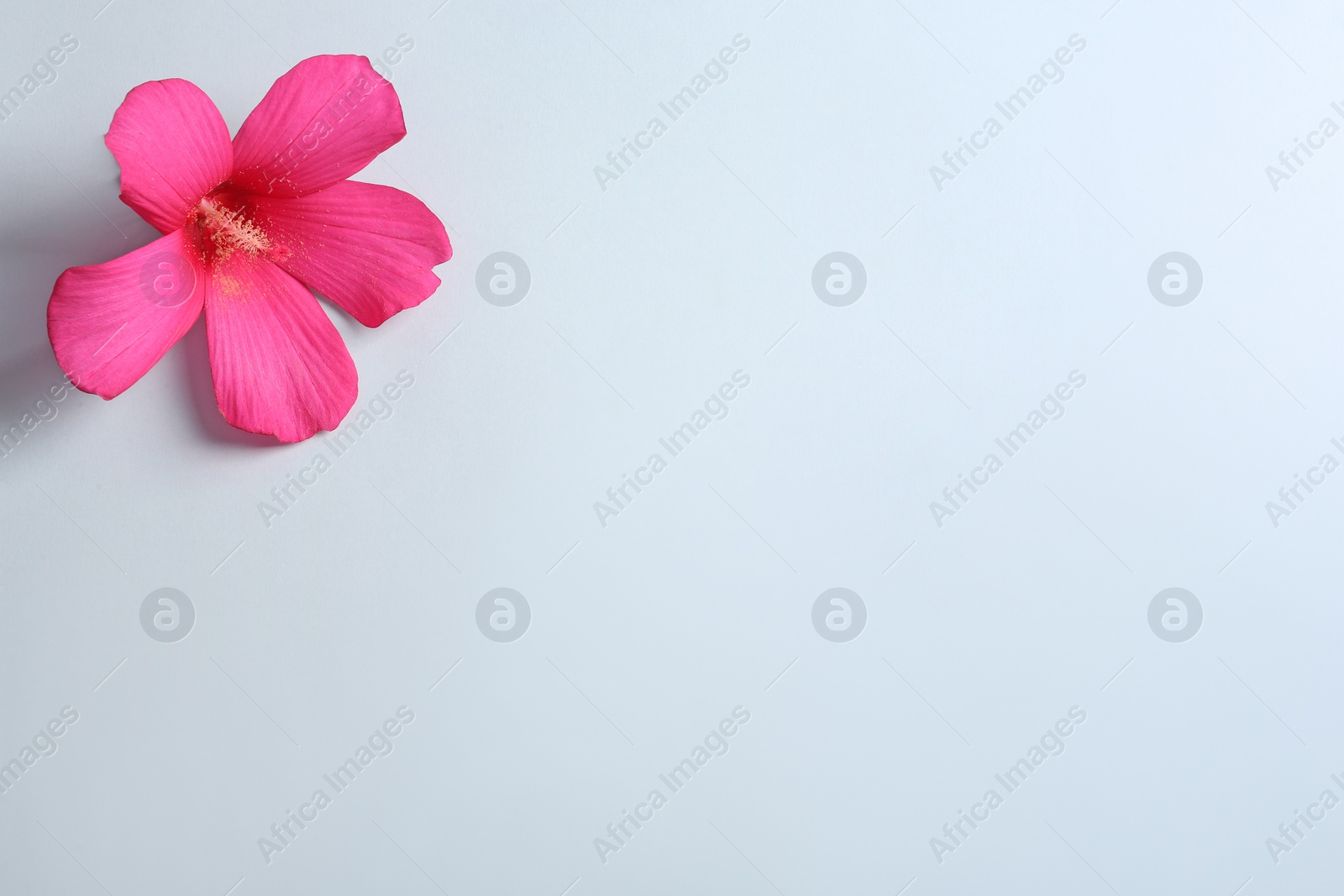 Photo of Beautiful tropical Hibiscus flower on color background with space for design, top view