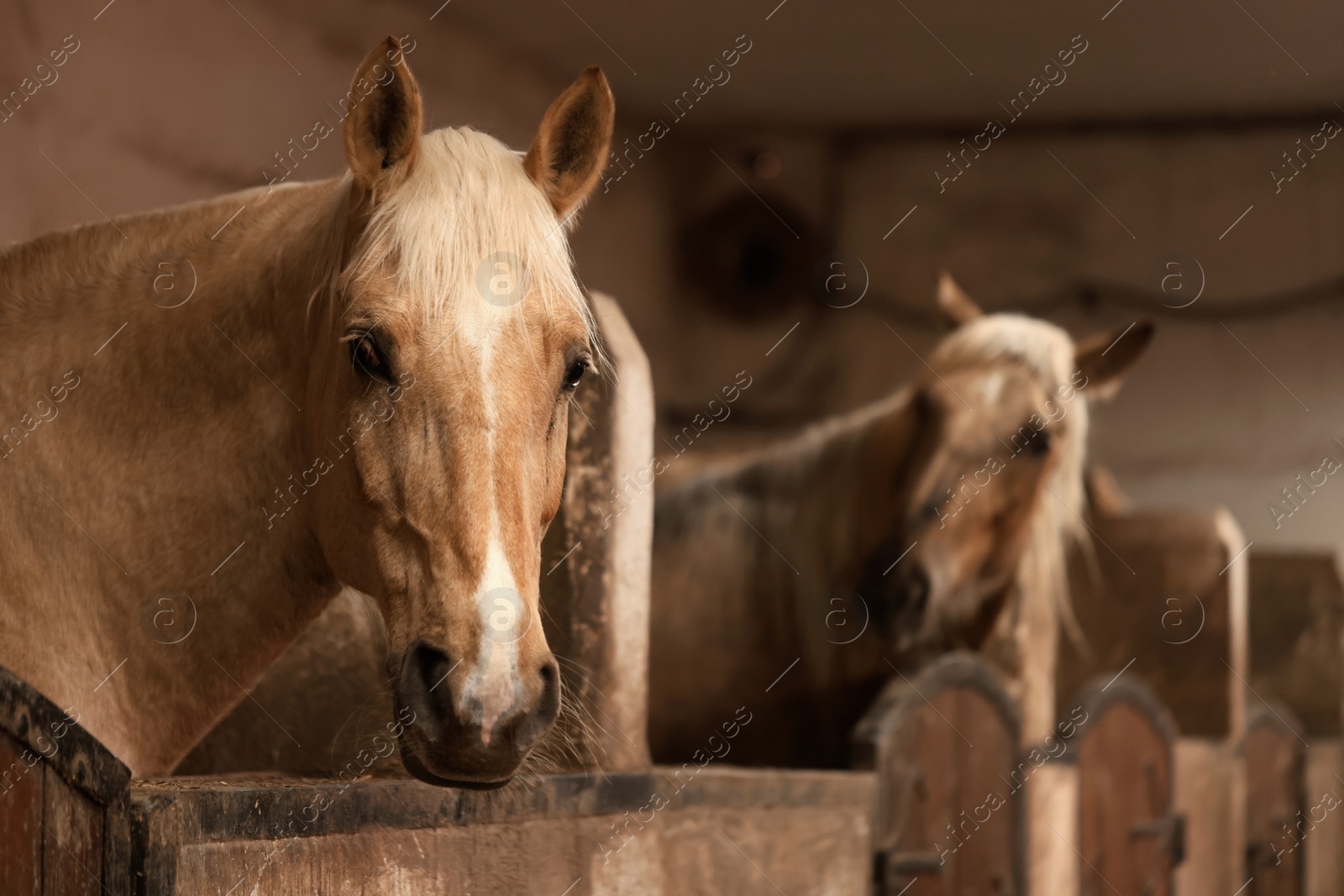 Photo of Adorable horses in stable, space for text. Lovely domesticated pet