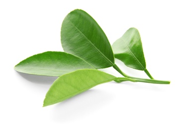 Branch of citrus leaves isolated on white