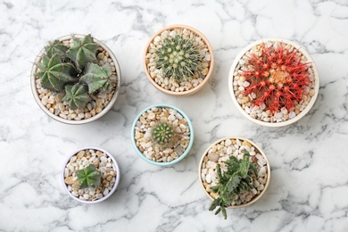 Beautiful cacti on marble background, top view