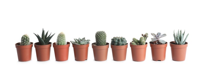 Photo of Different succulent plants in pots isolated on white. Home decor