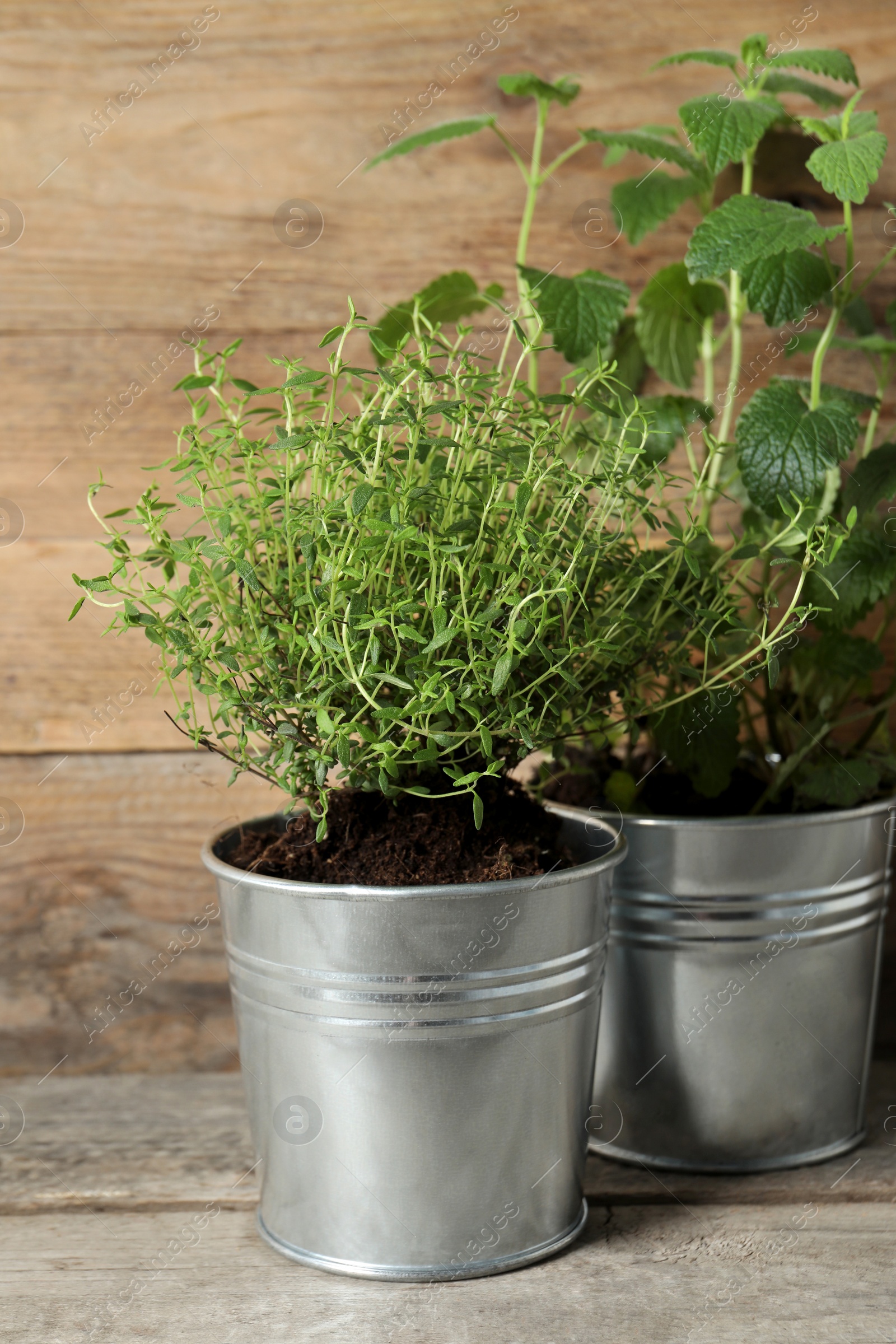 Photo of Different aromatic potted herbs on wooden table