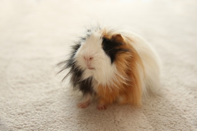 Adorable guinea pig on beige carpet. Lovely pet