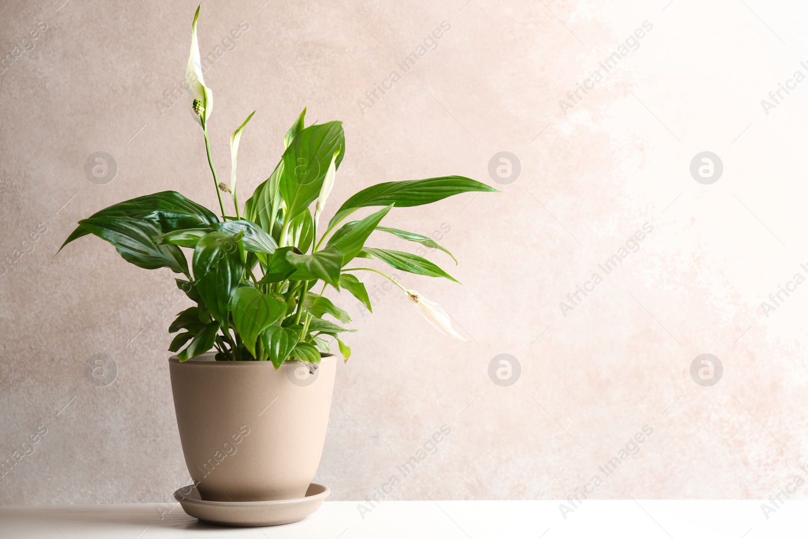 Photo of Pot with peace lily on table against color wall. Space for text