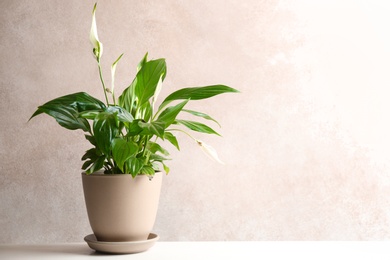 Photo of Pot with peace lily on table against color wall. Space for text