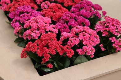 Photo of Many different kalanchoe plants with beautiful flowers in wooden planter, closeup