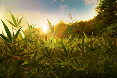 Image of Many green hemp plants at sunset 