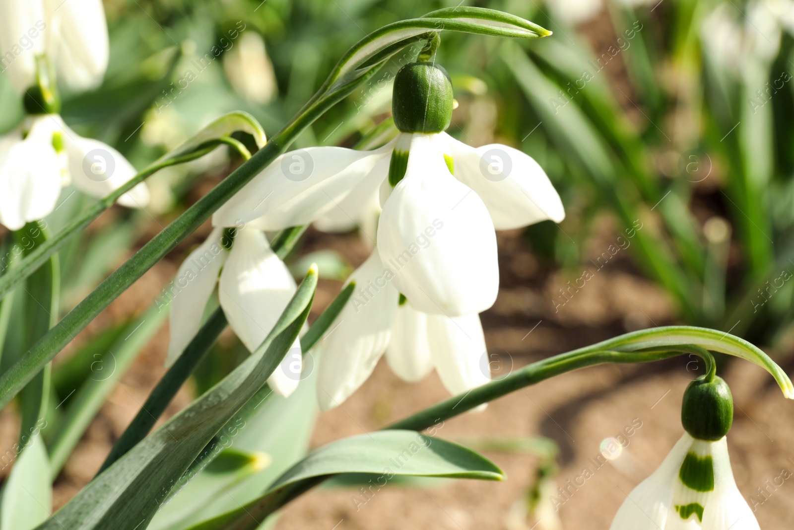 Photo of Beautiful snowdrops in garden, closeup. Spring season