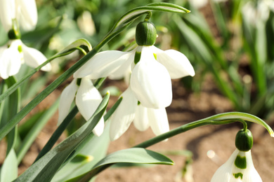 Photo of Beautiful snowdrops in garden, closeup. Spring season