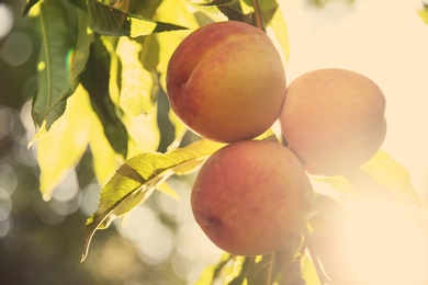 Photo of Ripe peaches on tree branch in garden, closeup