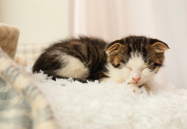 Adorable little kitten sleeping on white pillow indoors