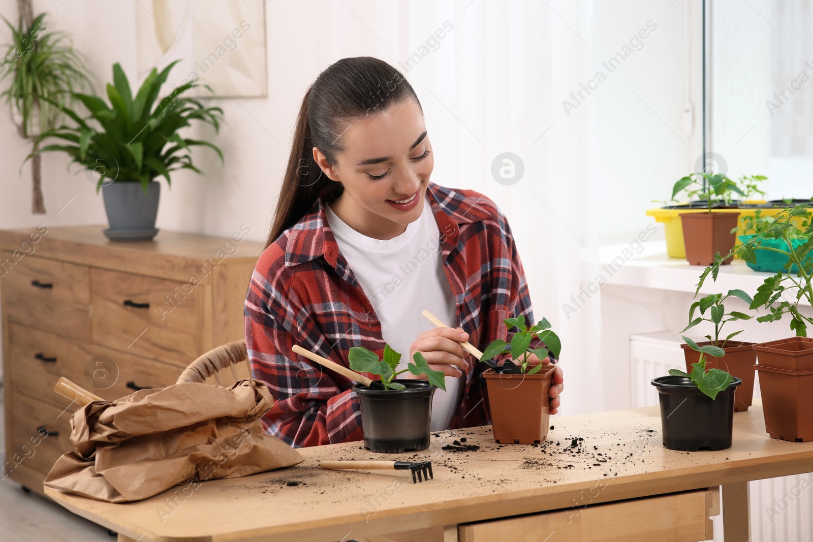 Photo of Happy woman planting seedlings into pot at wooden table in room