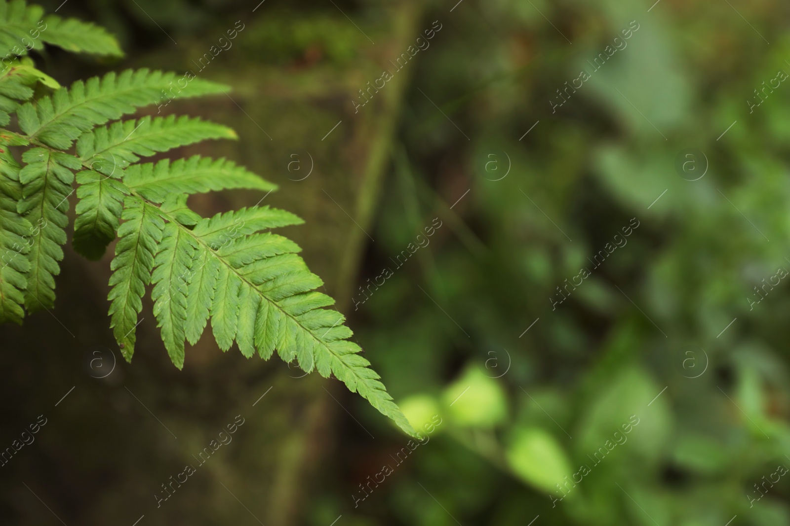 Photo of Tropical green fern leaves in wilderness, closeup. Space for text