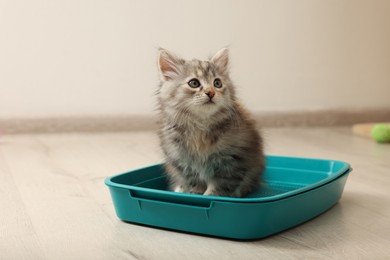 Cute fluffy kitten in litter box at home