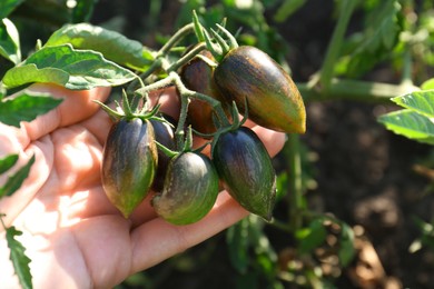 Photo of Woman holding branch with unripe tomatoes in garden, closeup