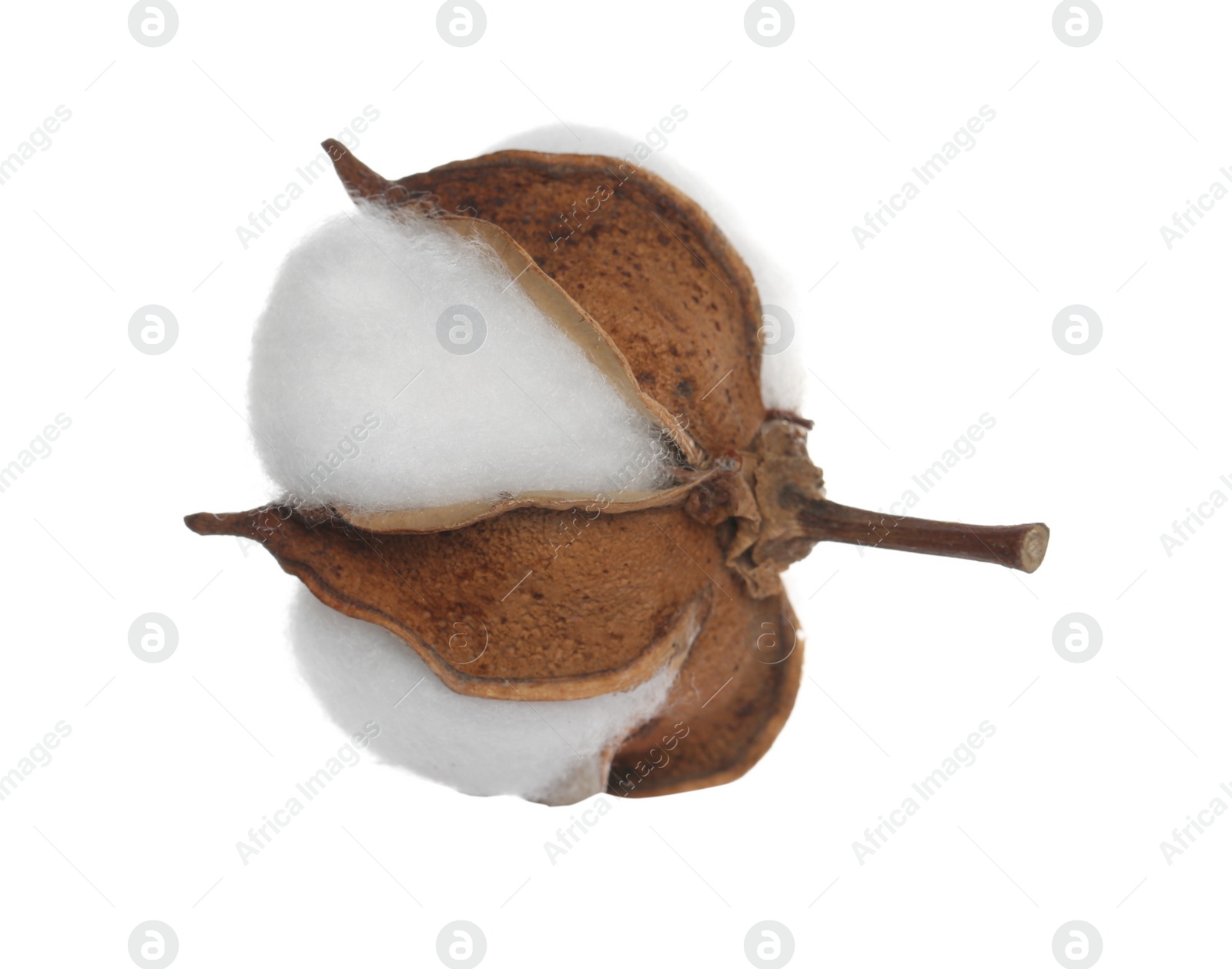 Photo of Beautiful fluffy cotton flower isolated on white