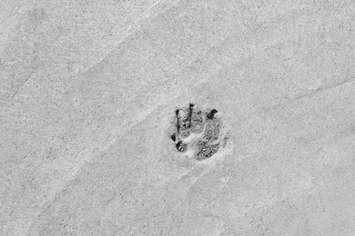 Photo of Cat paw print on concrete surface, top view. Space for text