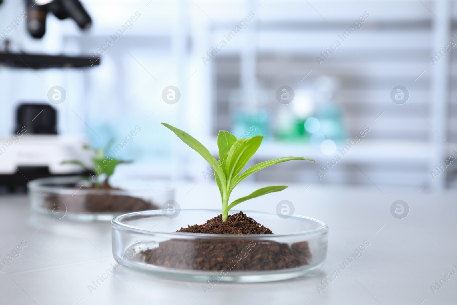 Photo of Green plant in Petri dish on table in laboratory. Biological chemistry