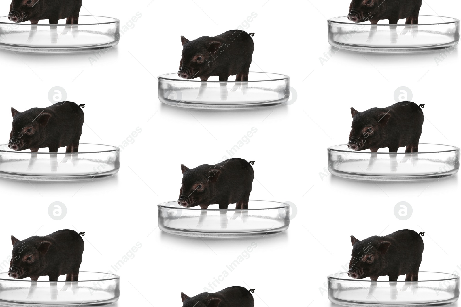 Image of Small pigs in Petri dishes on white background, pattern design. Cultured meat concept
