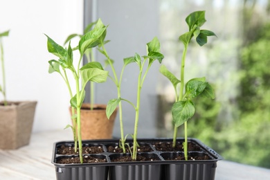 Vegetable seedlings in plastic tray on wooden window sill