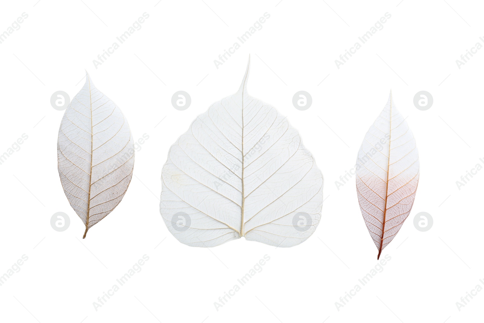 Photo of Beautiful decorative skeleton leaves on white background, top view