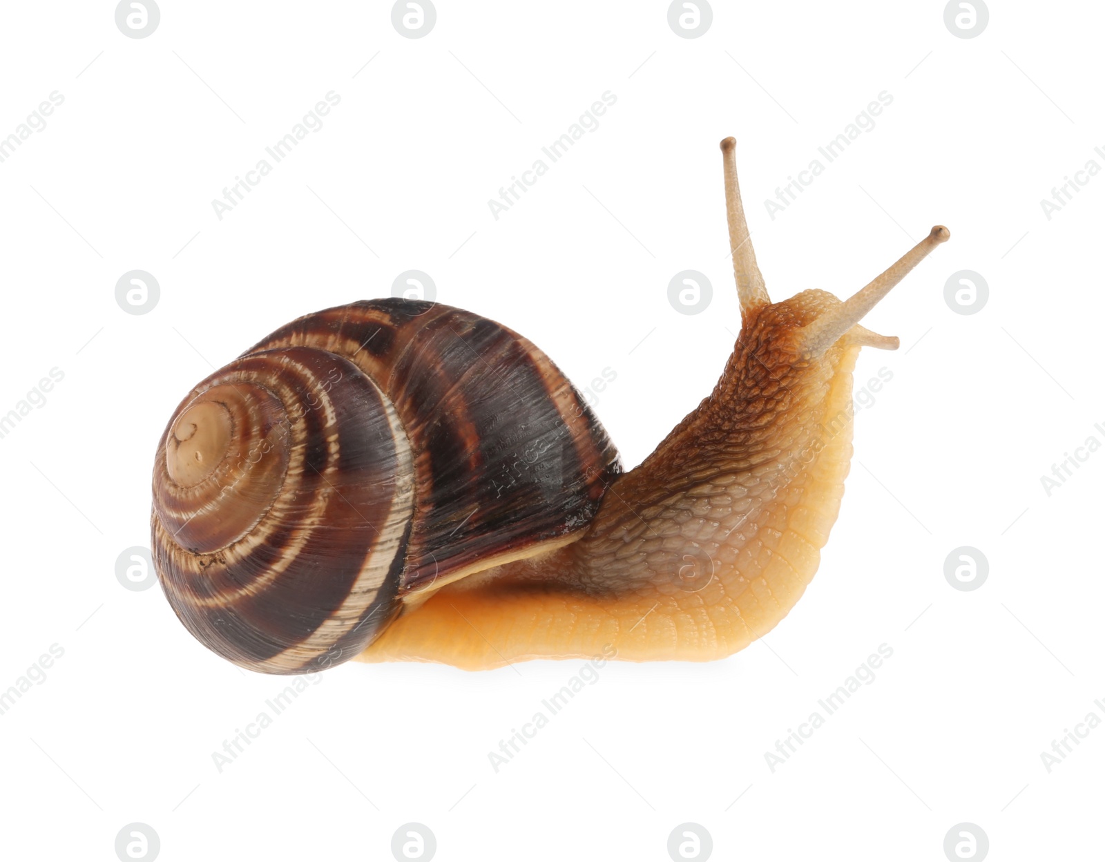 Photo of Common garden snail crawling on white background