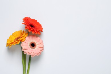 Beautiful colorful gerbera flowers on white background, flat lay. Space for text