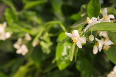 Photo of Beautiful blossoming grapefruit tree outdoors on spring day, closeup. Space for text