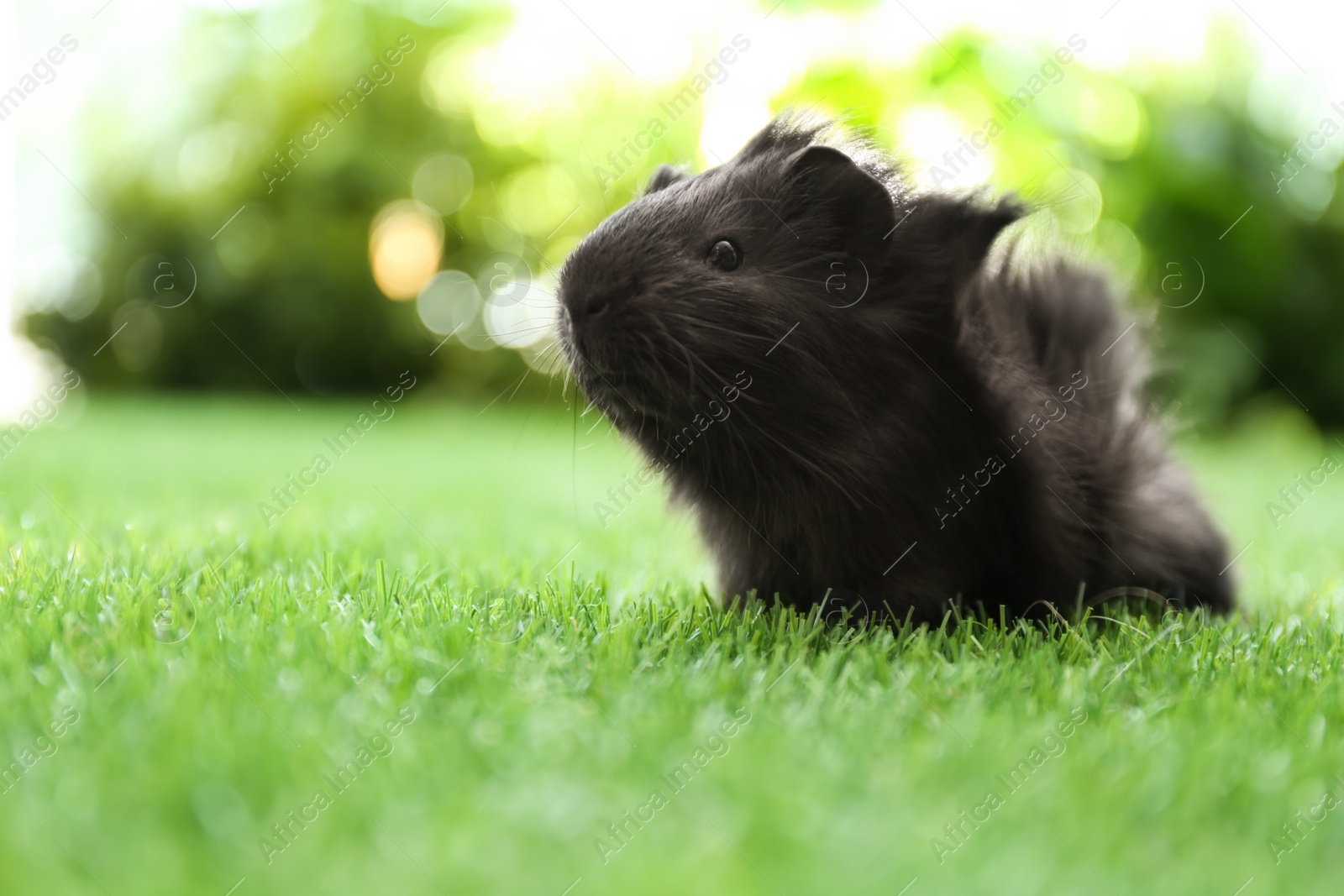 Photo of Cute guinea pig on green grass in park