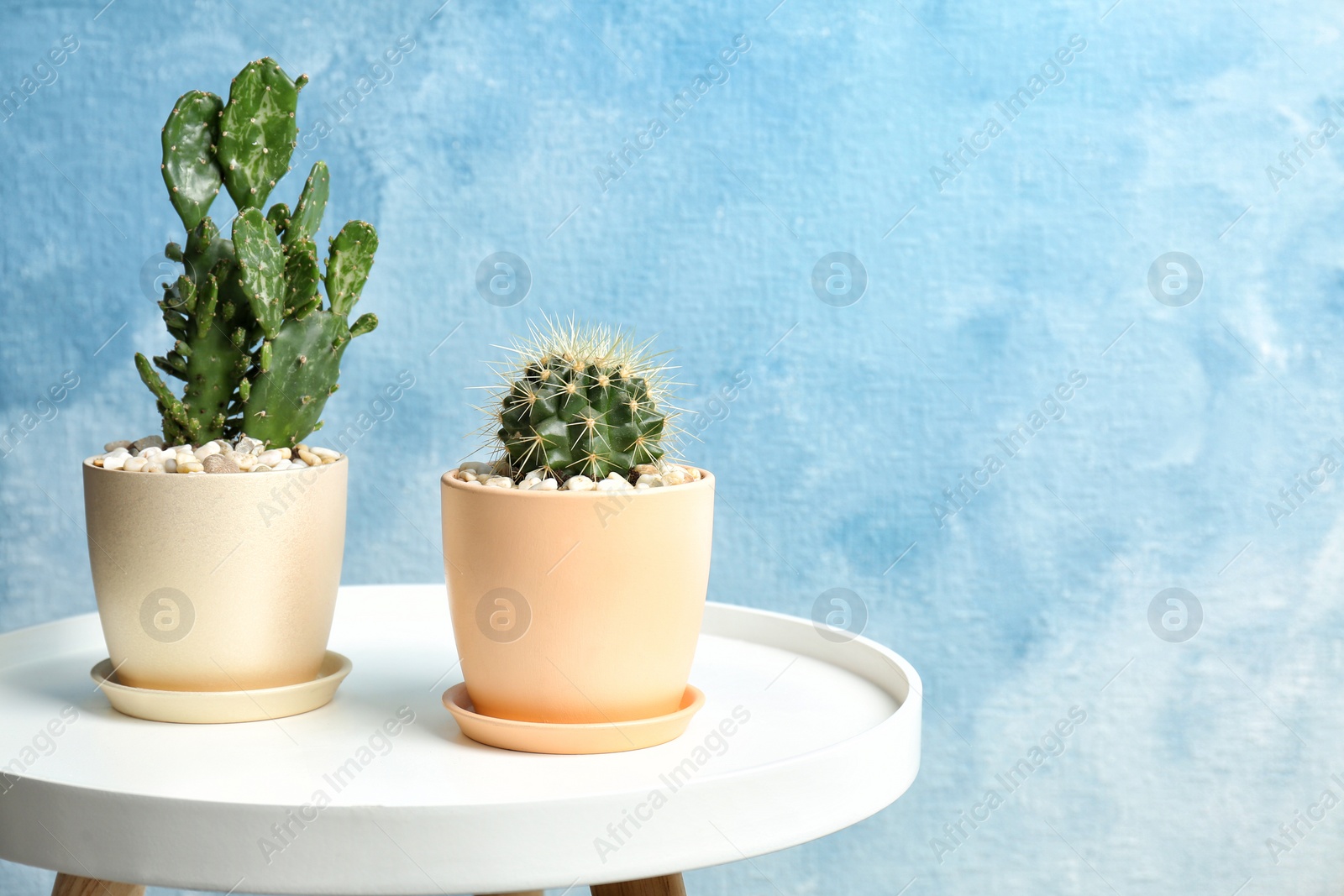 Photo of Beautiful cacti on table against color background