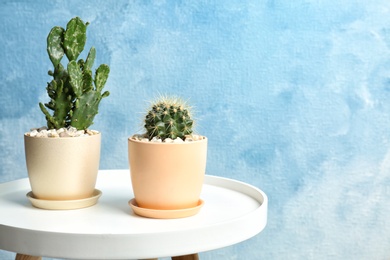 Photo of Beautiful cacti on table against color background