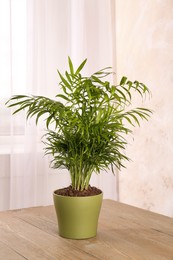 Photo of Potted chamaedorea palm on wooden table indoors. Beautiful houseplant