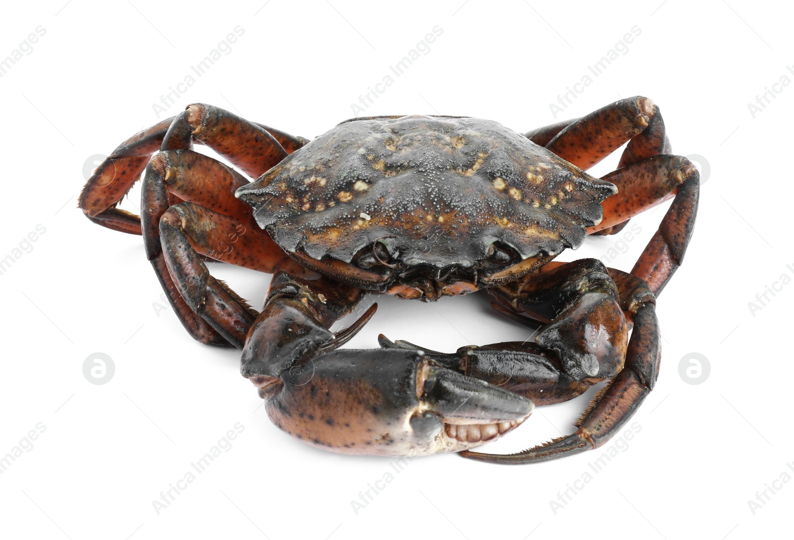 Photo of One fresh raw crab isolated on white