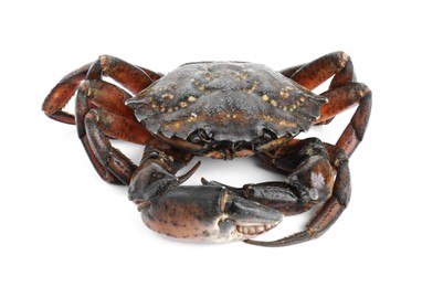 Photo of One fresh raw crab isolated on white