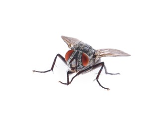 Photo of One common black fly on white background