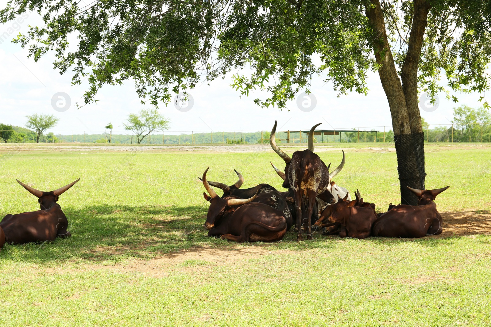 Photo of Beautiful Ankole cows on green lawn in safari park