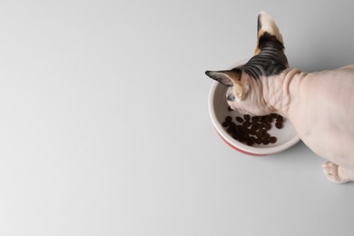 Photo of Beautiful Sphynx cat eating kibble from feeding bowl on white background, top view. Space for text