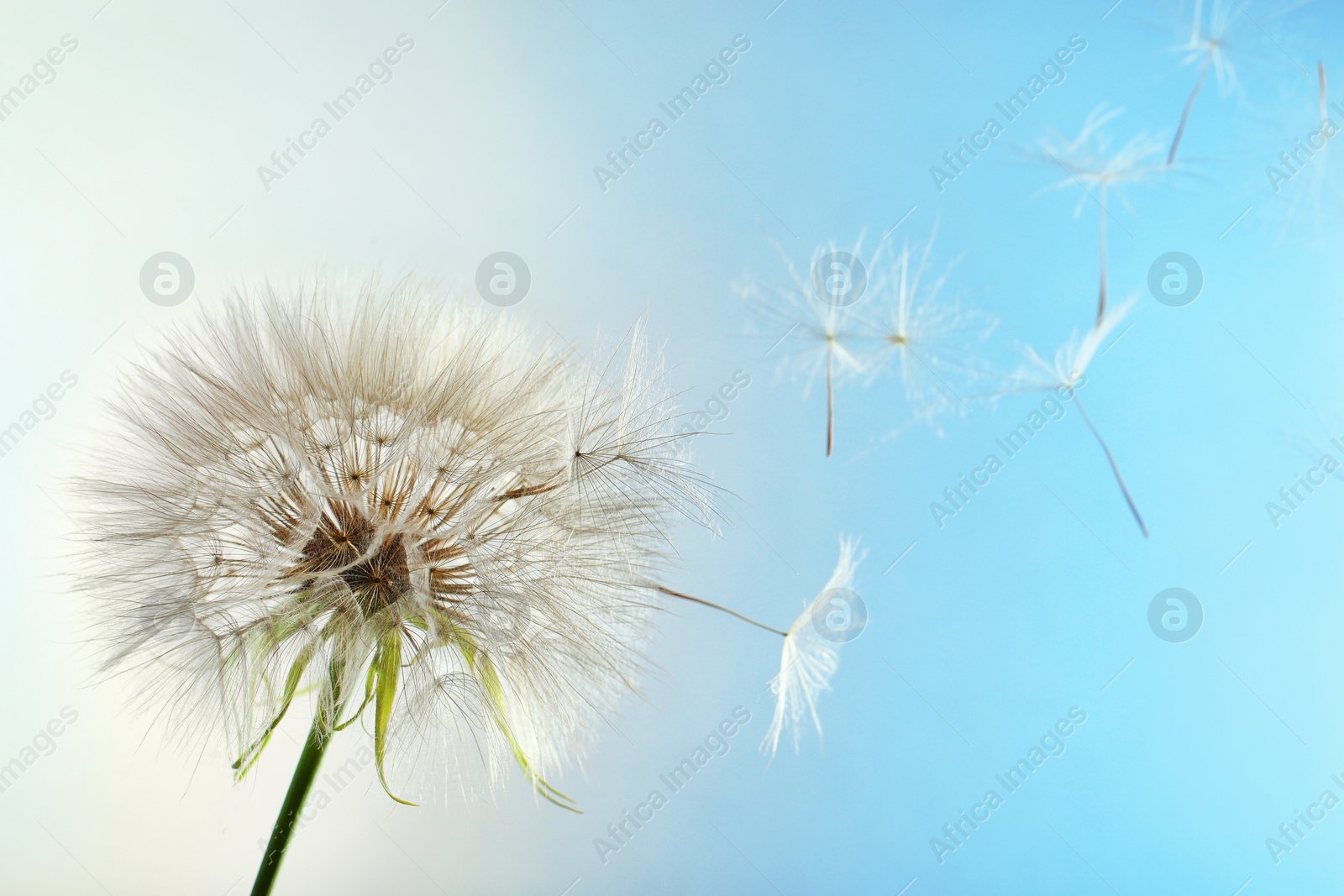 Photo of White dandelion seed head on color background