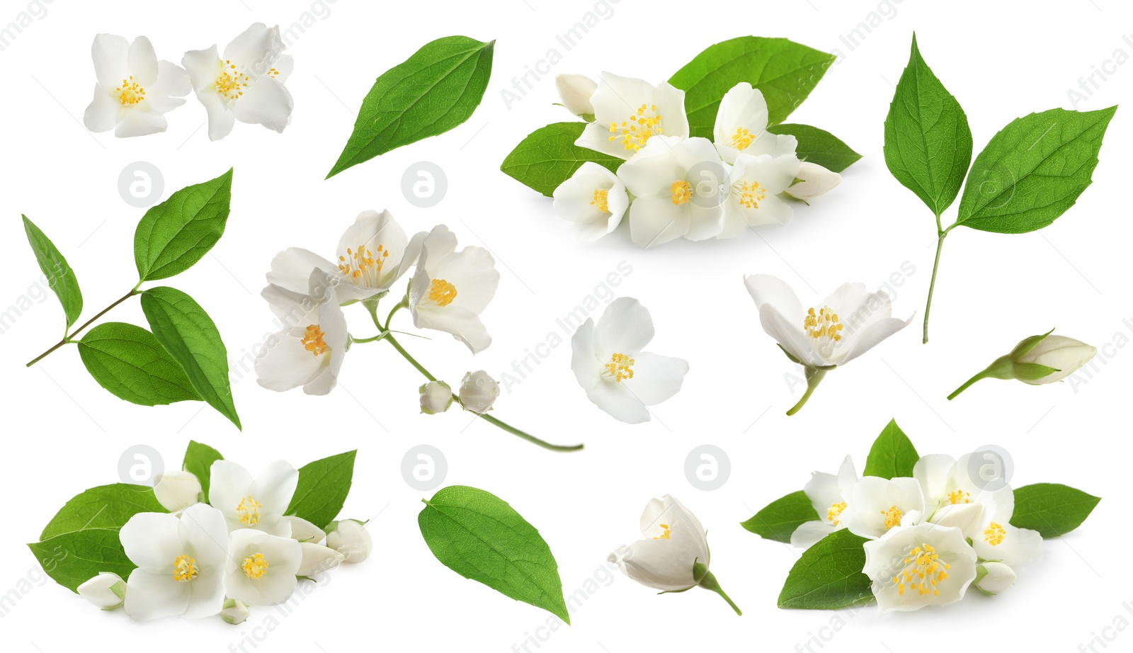 Image of Set with beautiful tender jasmine flowers and green leaves on white background 