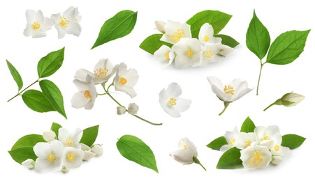 Image of Set with beautiful tender jasmine flowers and green leaves on white background 