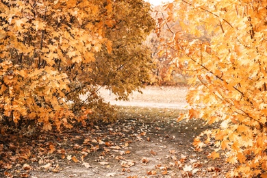 Photo of Picturesque landscape of autumn park on sunny day