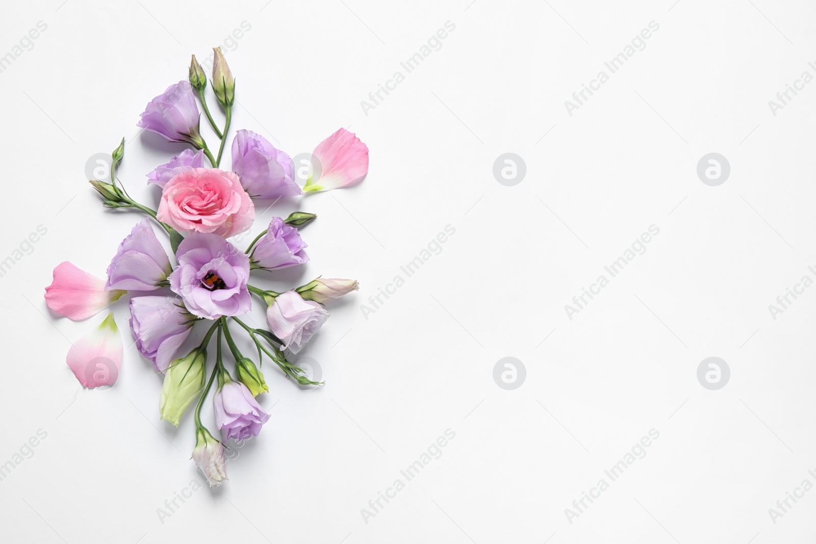 Photo of Beautiful Eustoma flowers on white background, top view. Space for text