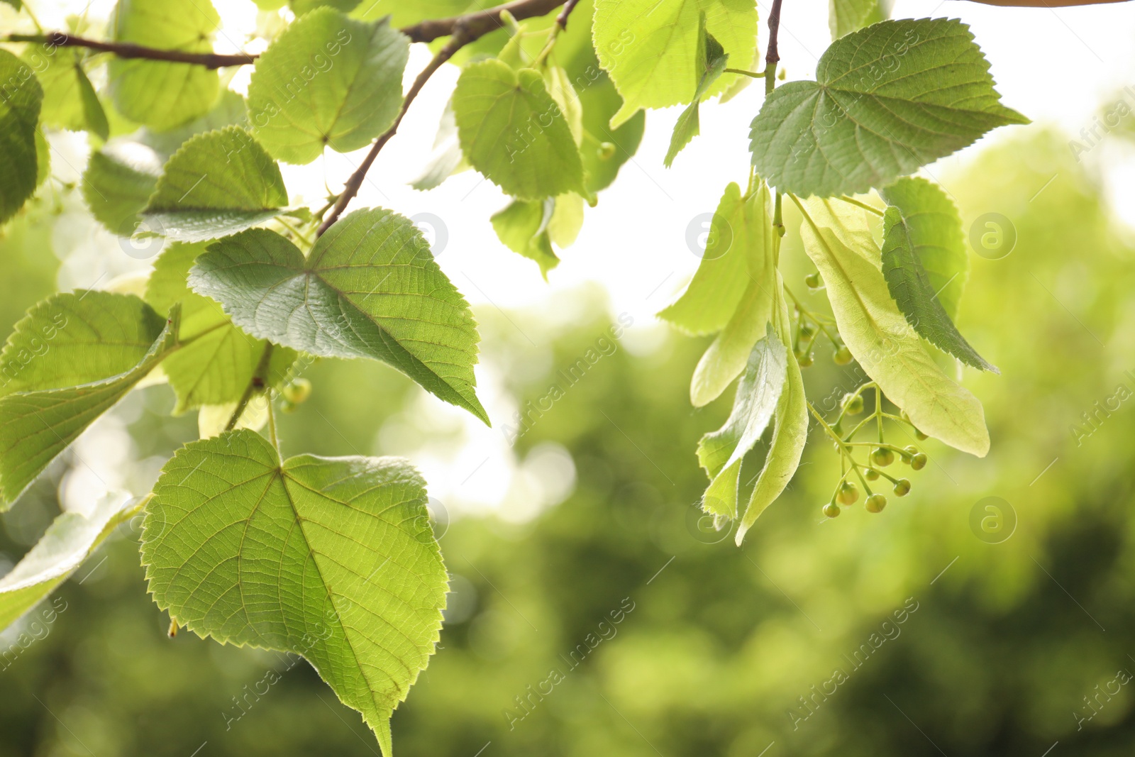 Photo of Closeup view of linden tree with fresh young green leaves and blossom outdoors on spring day