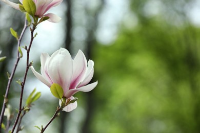 Photo of Magnolia tree with beautiful flower on blurred background, closeup. Space for text